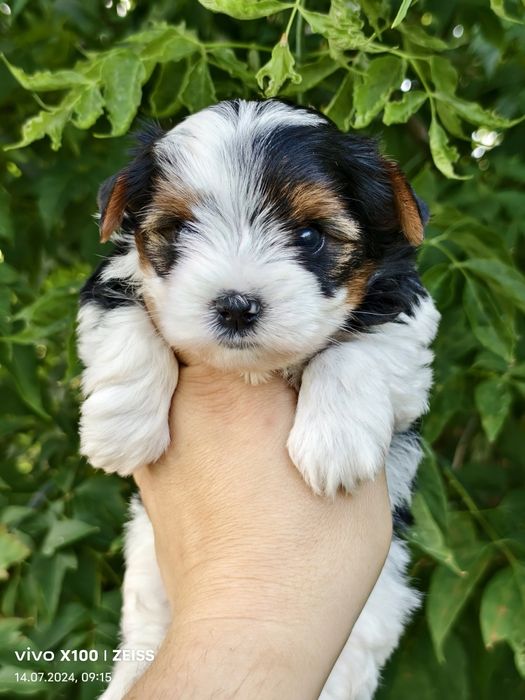 Продам. щенков бивера.