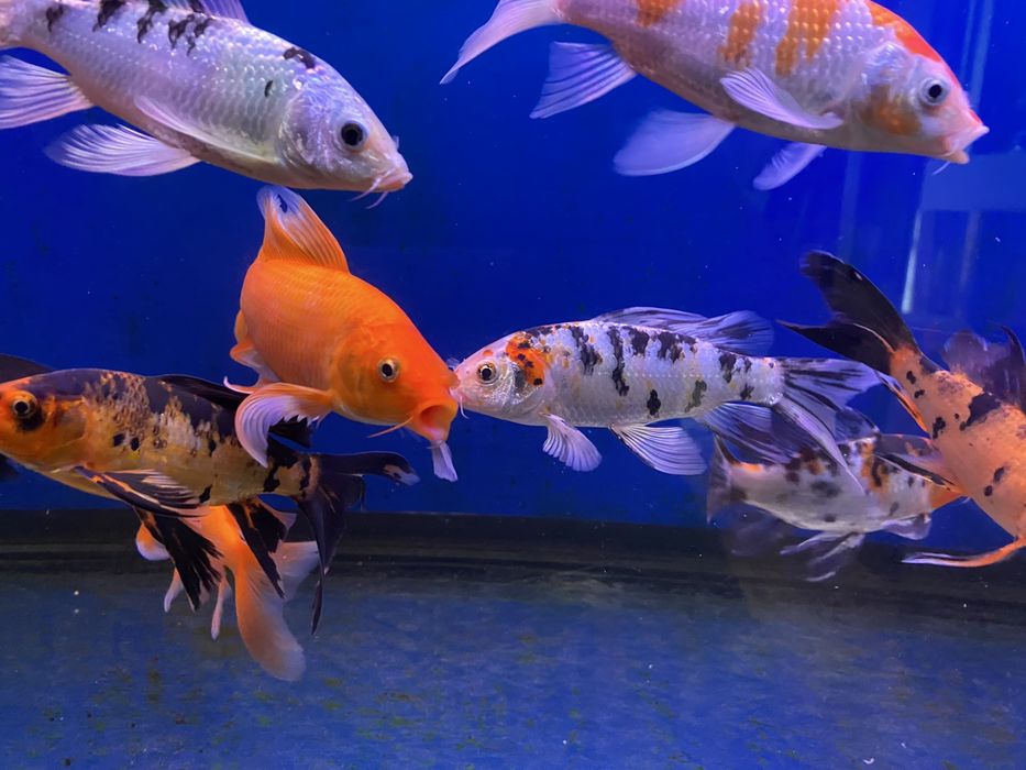 Продаю вуалевых карпов кои