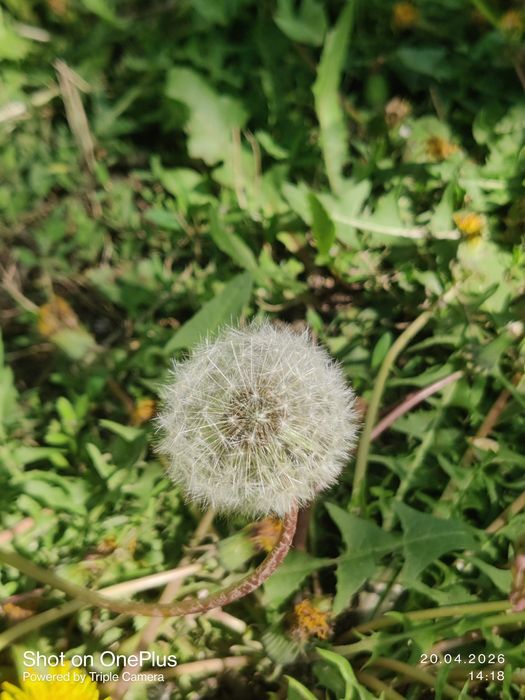 OnePlus 8 128/8 в среднем состоянии