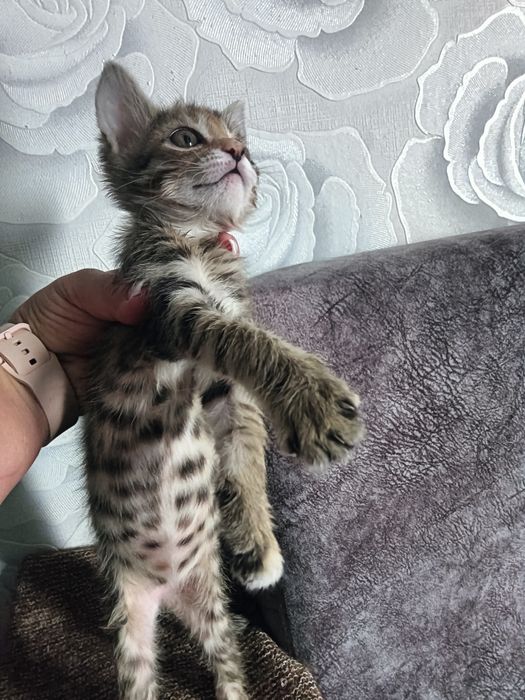 Отдам котенка(девочка)
