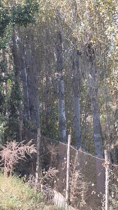 Jaydari terak sotiladi