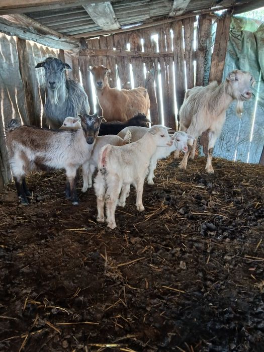 Vînd 4 capre bune de lapte cu 5 ezi lângă ele