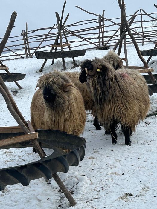 De vinzare berbeci bucalai