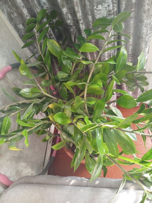 Продам замиокулькас