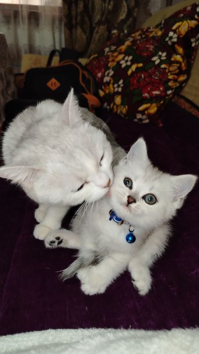 Кошка Шиншилла 100 га 100 тоза