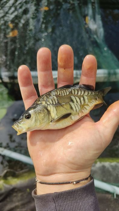 Puiet crap ten sânger plante de iaz