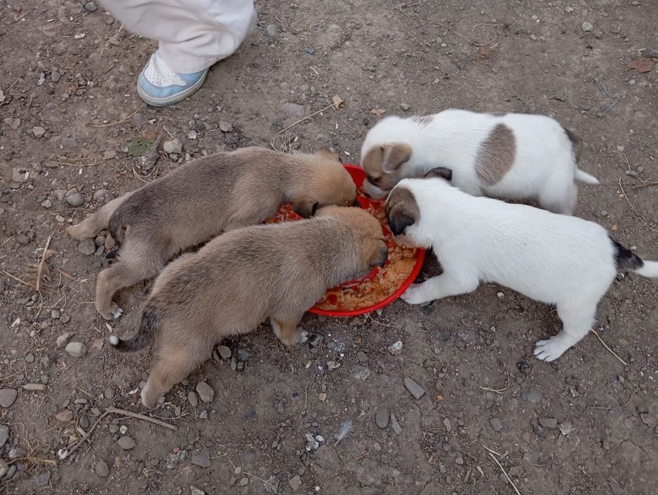 Cățeluși pentru adopție