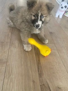 Cățel de rasa pui 900 lei