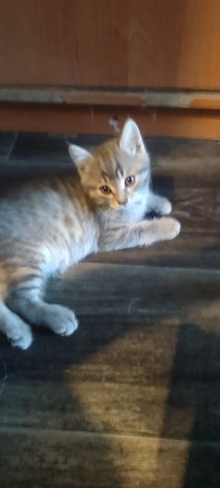 Отдам в добрые руки