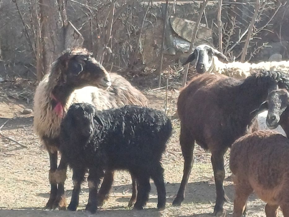 Қозы,  қошқар қозлы қой сатылады