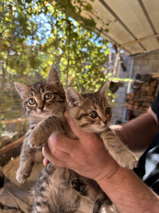 Отдам красивых котиков