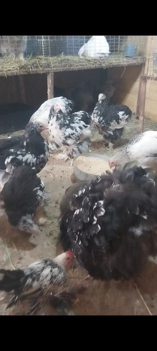 De vânzare gaini tinere brahma și cochinchina uriaș bobat