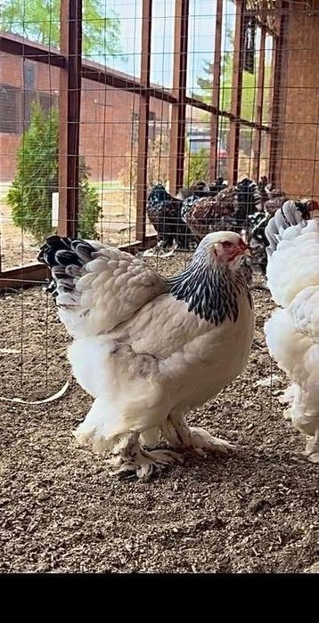 Brahma portelan bobat hd hda columbia