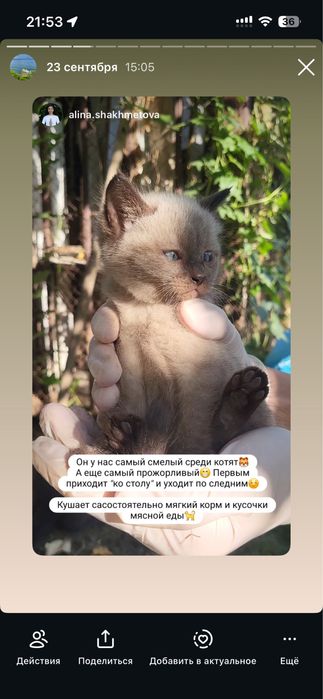 Котенок в добрые руки