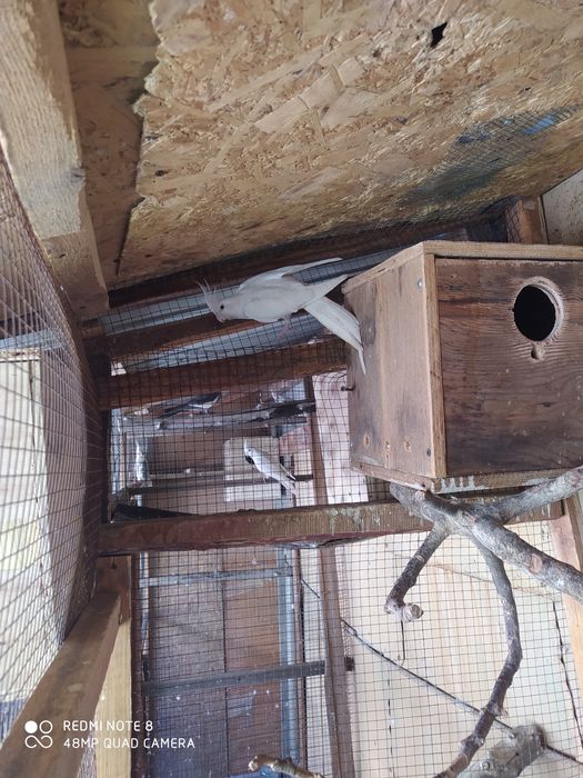 Бронь на белых карел