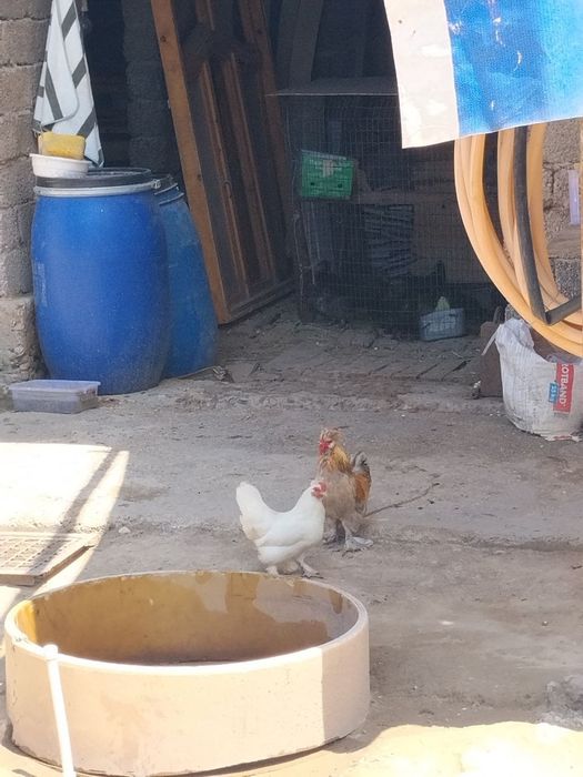 Yapon tovuq sotiladi