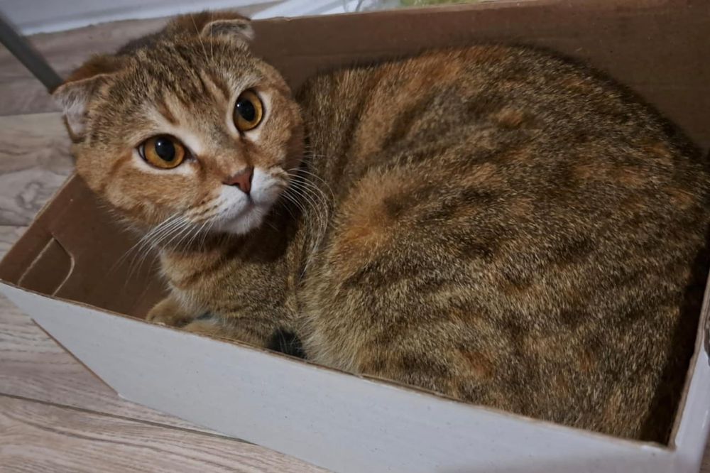 Котята породы Скоттиш фолд