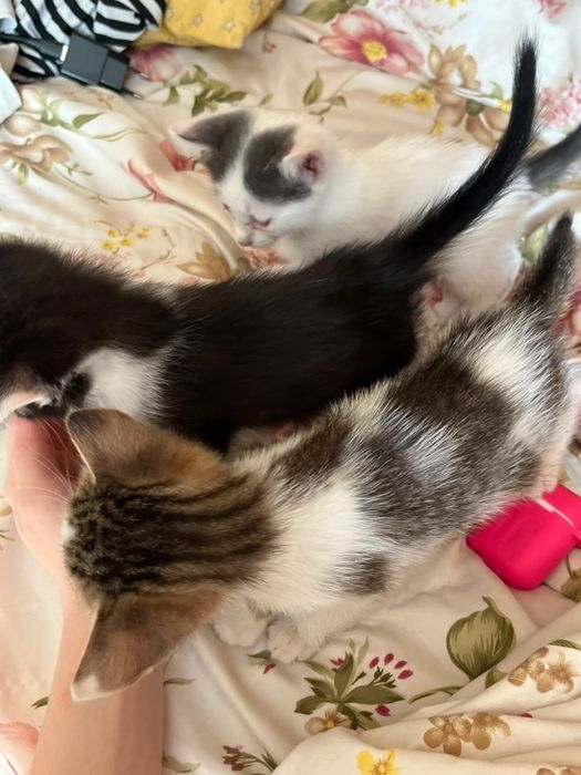 отдам котят в хорошие руки