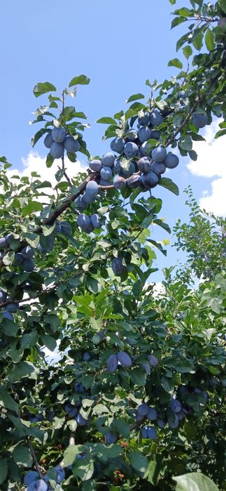 Vind   prune   pentru  consum  gem  compot