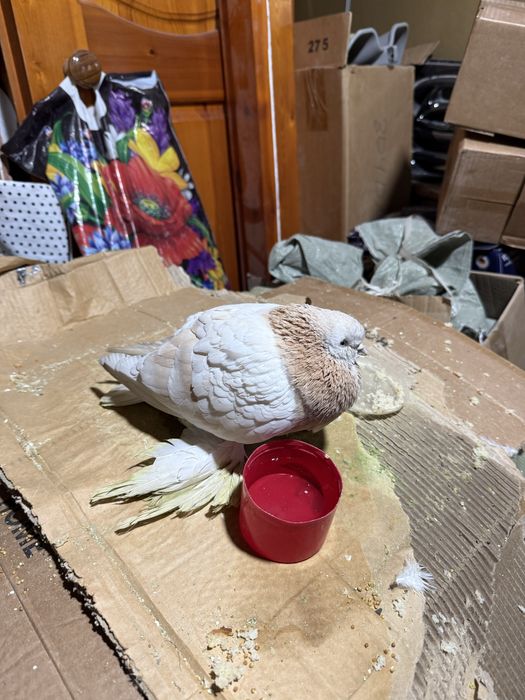 Кептер багасы 30 мын тенге