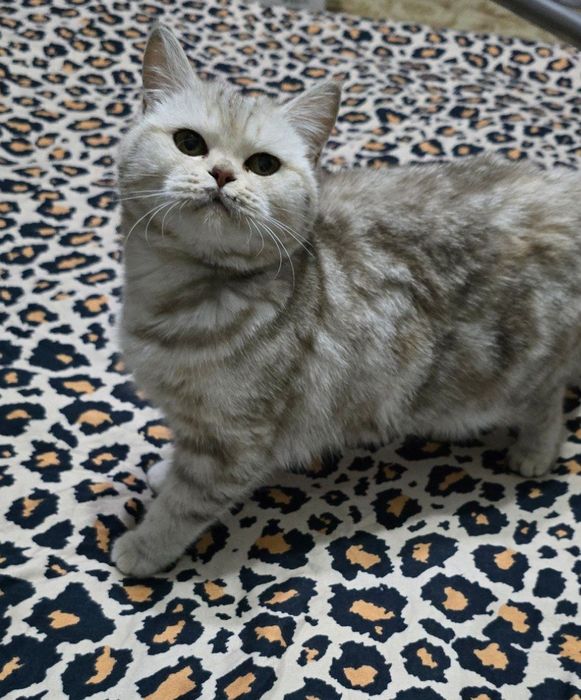 Skotish staryt mramor shinshilla. Qiz bola