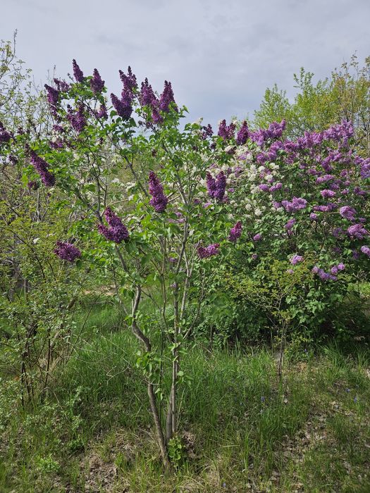 Продам уютную дачу Турар