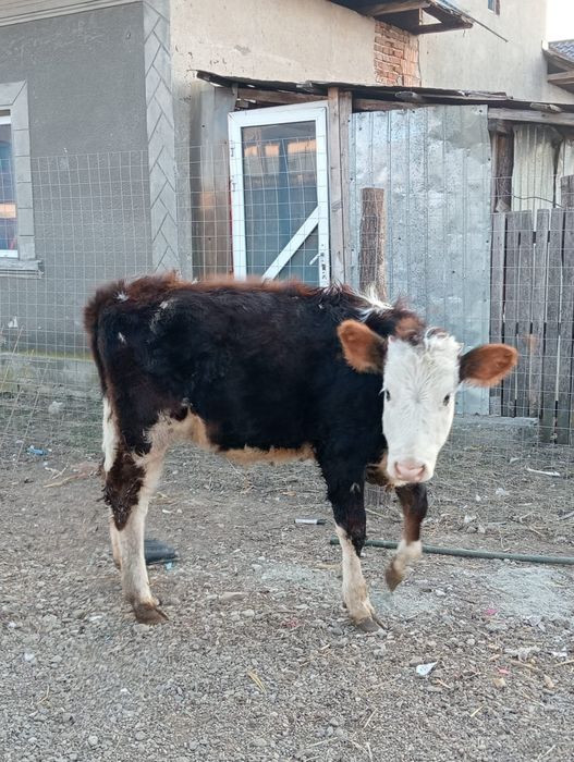 Vând preț două vițele 1100 de euro