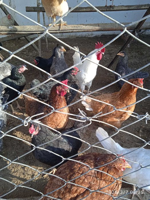 Продается породистый индюк