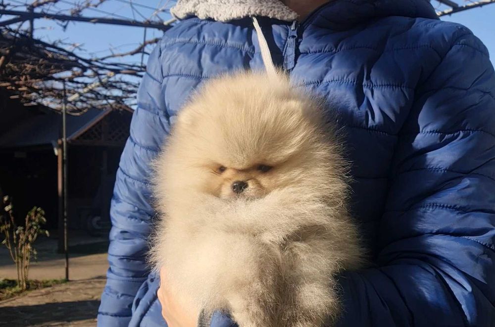 Страхотно момченце померан с родословие FCI