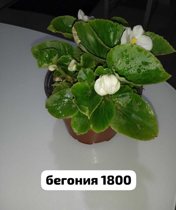 комнатные растения. продажа