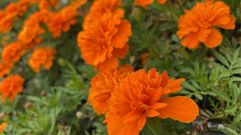 Рассада цветы петуния