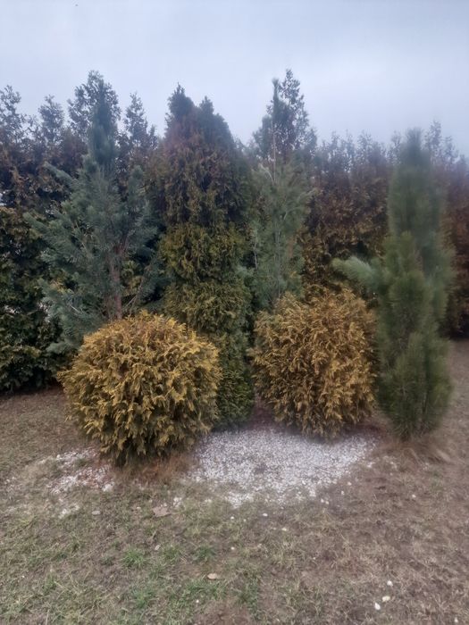 Проются голубые ели