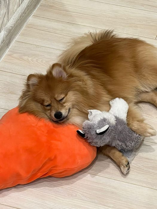 Предлагаем шпица на вязку.