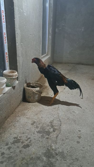 Бойцовый петухи дакан