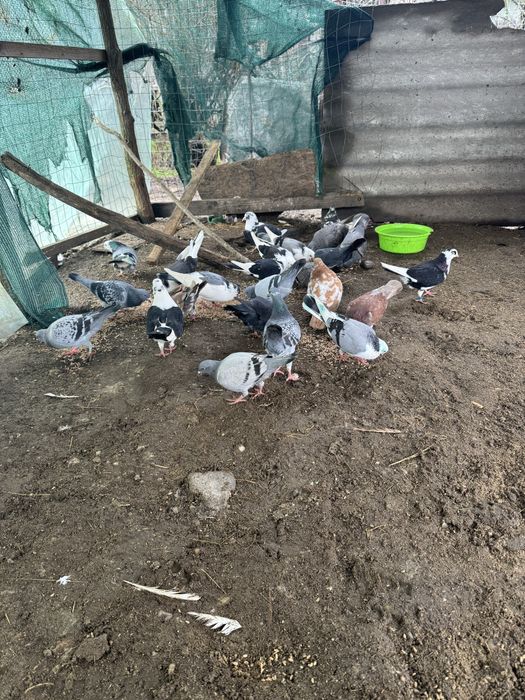 Porumbei ornament Olt