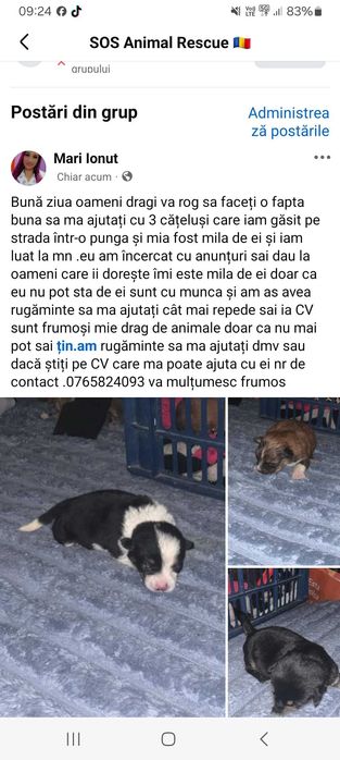 Dau spre adoptie 3 pui de animale