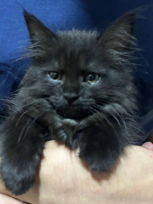 Отдам в добрые руки