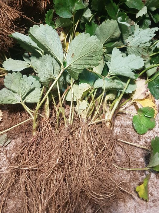 Разсад ягоди Клери