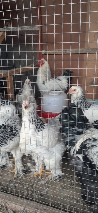 BRAMA zotli xo‘rozlar. птицы Брама порода