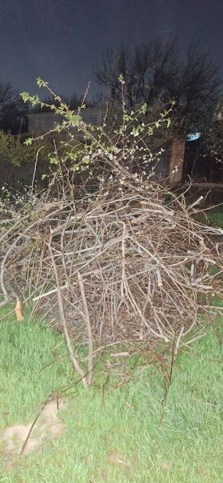 Ветки орех,самовывоз