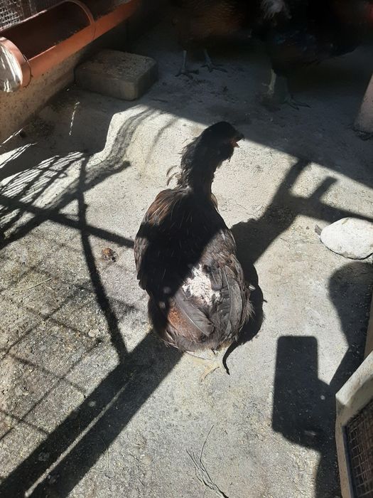 Vând  gaini araucana  pasari din matca