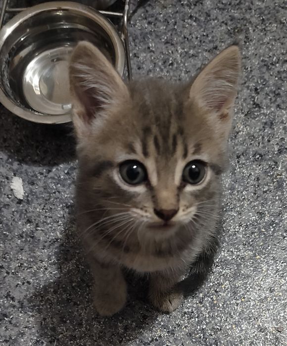 Отдам.  котёнка .