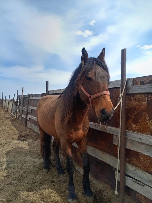 Продается лошадь