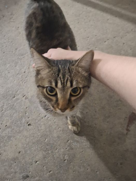 Кошечка бездомная в добрые руки!