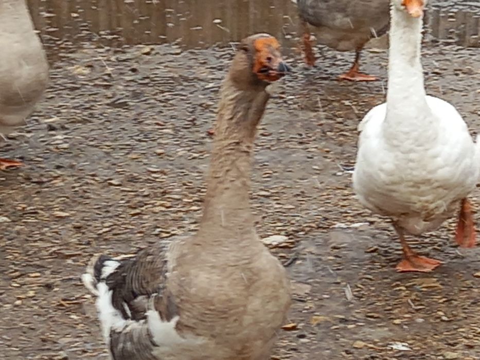 Продам гусей домашних