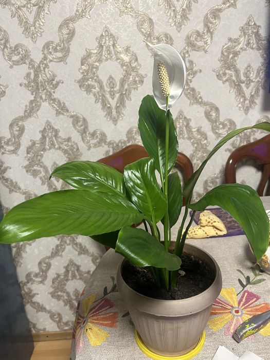 Спатифиллум ( Женское счастье) .