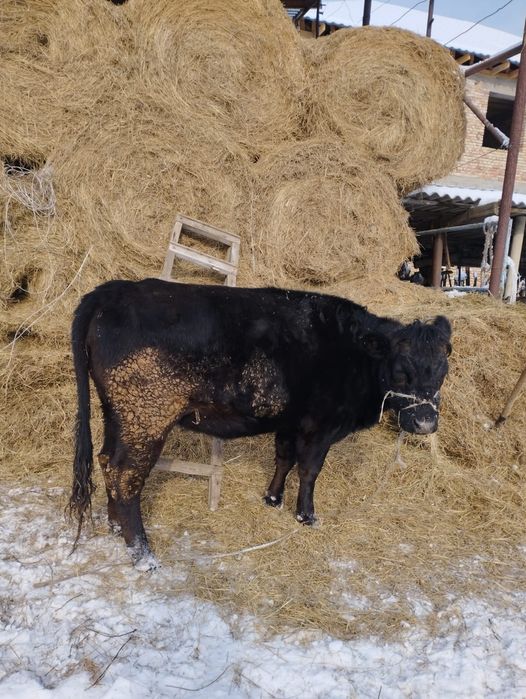 Ту сиыр, дөнежін