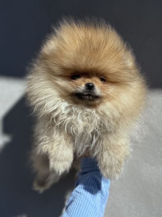 Померан/Pomeranian