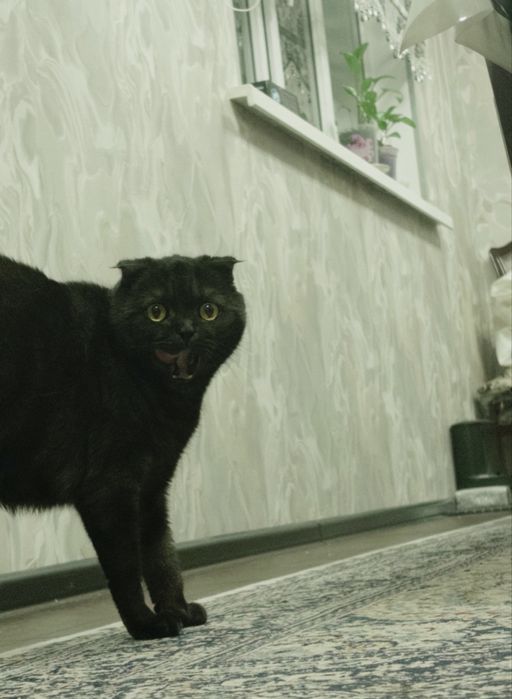 Кошечка, вислоухий шотландец