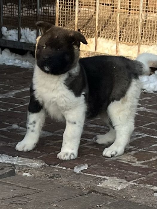 Щенки американской  акиты